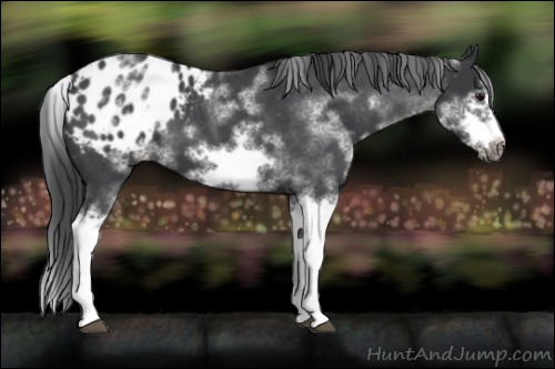Horse Color:White Spotted Blue Roan Splash Frame Appaloosa 