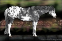 Horse Color:White Spotted Blue Roan Splash Frame Appaloosa 