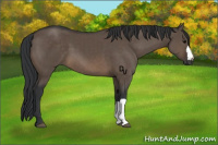 Horse Color:Brown Dun 