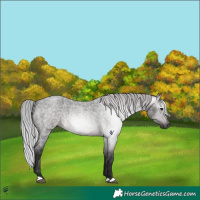 Horse Color:Gray Platinum Silver Brown Roan 