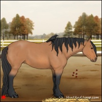 Horse Color:Bay Roan 