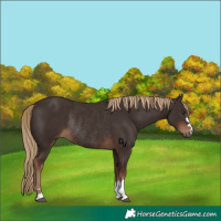 Horse Color:Liver Chestnut Rabicano 