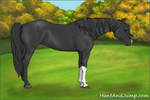 Horse Color:Black