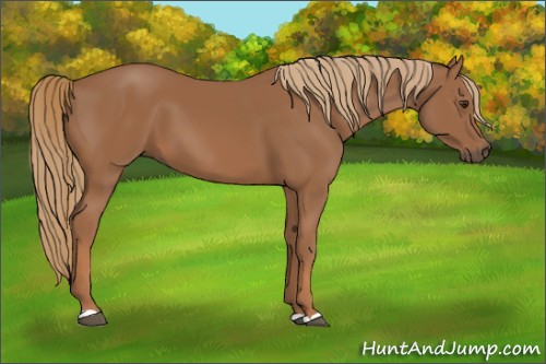 Horse Color:Chestnut 