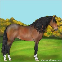 Horse Color:Brown 
