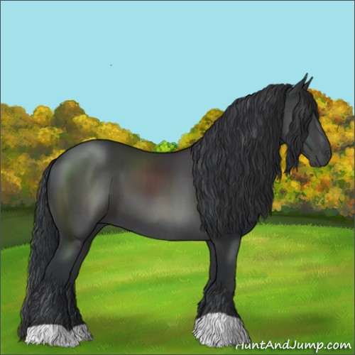 Horse Color:Black 