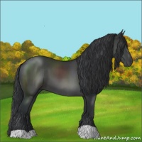 Horse Color:Black 