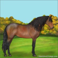 Horse Color:Brown Sabino Rabicano 
