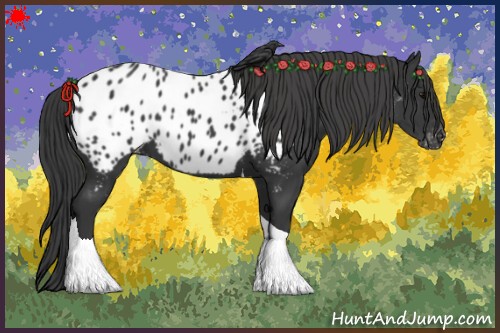 Horse Color:Black Tobiano Appaloosa