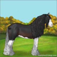Horse Color:Brown Splash 