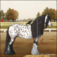Horse Color:Bay Near Leopard 