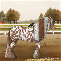 Horse Color:White Spotted Chestnut Appaloosa 