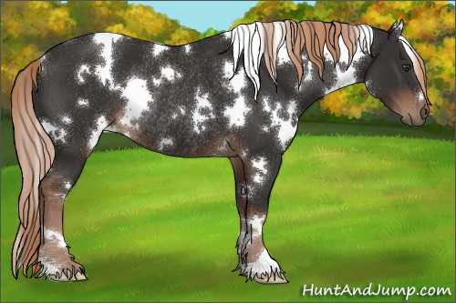 Horse Color:White Spotted Liver Chestnut Rabicano 