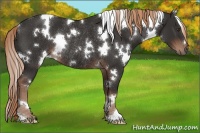 Horse Color:White Spotted Liver Chestnut Rabicano 