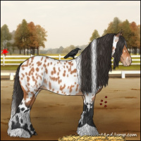 Horse Color:White Spotted Bay Appaloosa