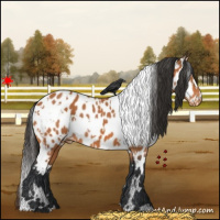 Horse Color:White Spotted Bay Appaloosa
