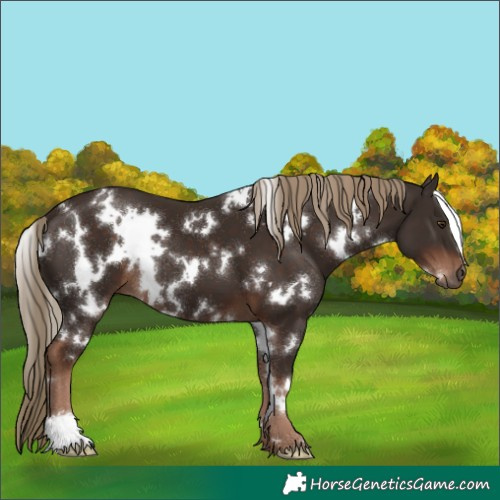 Horse Color:White Spotted Liver Chestnut 
