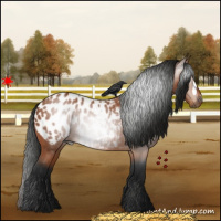 Horse Color:Gray Bay Near Leopard 