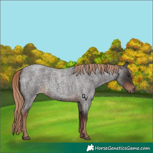 Horse Color:Liver Red Roan Rabicano 