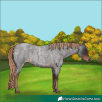 Horse Color:Liver Red Roan Rabicano 