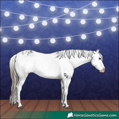 Horse Color:Brown Sabino Splash Varnish and Black Sabino Splash Varnish