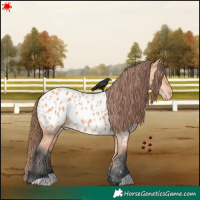 Horse Color:Bay Dun Appaloosa 