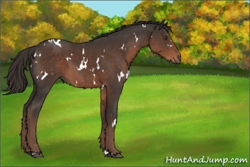 Horse Color:White Spotted Liver Chestnut 