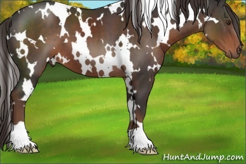 Horse Color:White Spotted Liver Chestnut 
