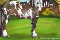 Horse Color:White Spotted Liver Chestnut 