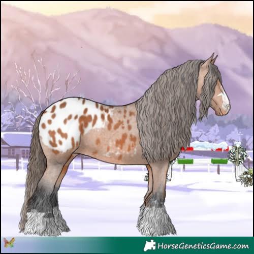 Horse Color:Bay Appaloosa