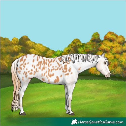Horse Color:Chestnut Appaloosa 