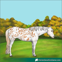 Horse Color:Chestnut Appaloosa 