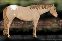 Horse Color:Red Roan Appaloosa 