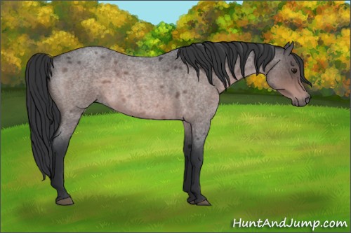 Horse Color:Platinum Brown Roan 