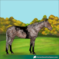 Horse Color:Void White Spotted Silver Brown Ice Tobiano 
