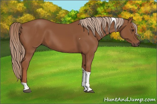 Horse Color:Chestnut Tobiano 