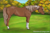 Horse Color:Chestnut Tobiano 