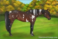 Horse Color:White Spotted Bay 