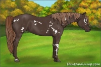 Horse Color:White Spotted Liver Chestnut