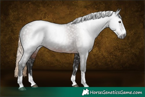 Horse Color:Gray Liver Chestnut