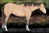 Horse Color:Amber Champagne Splash 