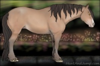 Horse Color:Amber Champagne Splash 