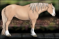 Horse Color:Gold Champagne Splash 