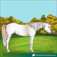 Horse Color:Gray Red Dun Splash 