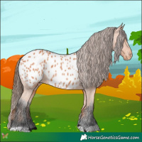Horse Color:Bay Appaloosa 