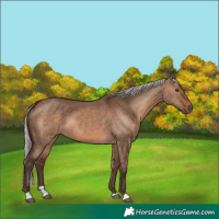 Horse Color:Silver Brown Dun