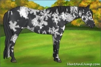 Horse Color:White Spotted Black Ice 