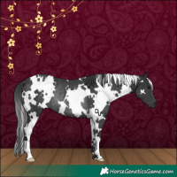 Horse Color:White Spotted Black Rabicano 