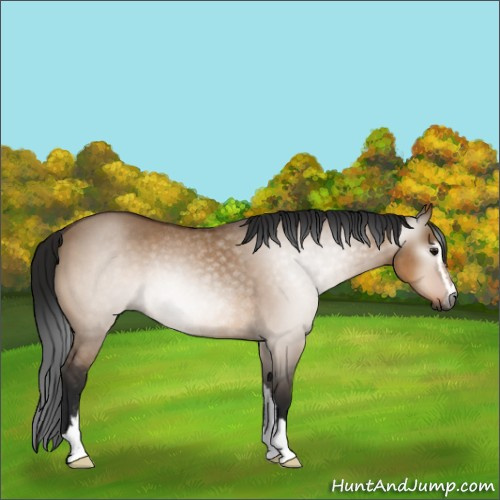 Horse Color:Gray Bay Dun Sabino Rabicano 