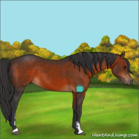 Horse Color:Brown Sabino 